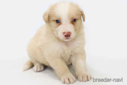 成約済の神奈川県のボーダーコリー-327513の2枚目